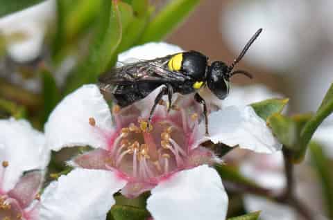 Η μέλισσα Hylaeus nubilosus