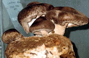 Μπίρα από μανιτάρια