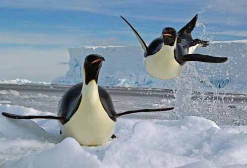 Οι πιγκουίνοι