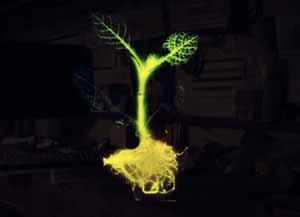 Μεταλλαγμένο φυτό