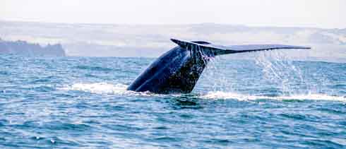 Η φάλαινα
